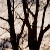 Louise Dudis, Tree 16, 2009